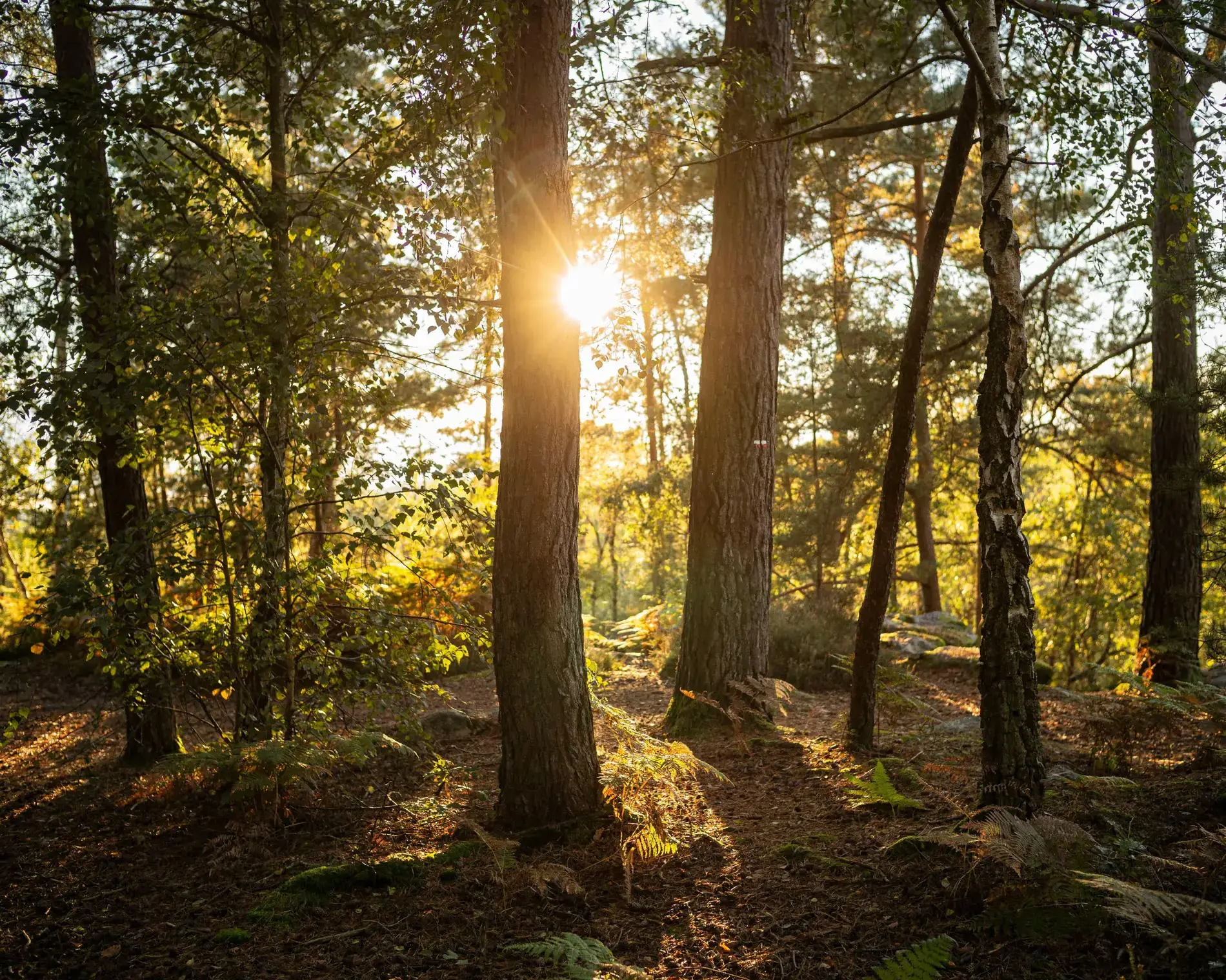 0005-2026BiodiversityCollapse Climate Crisis