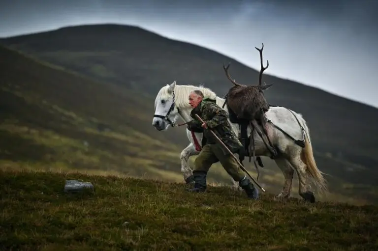 Deer Herds need to be Culled