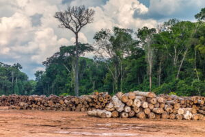 Amazon rainfall decline