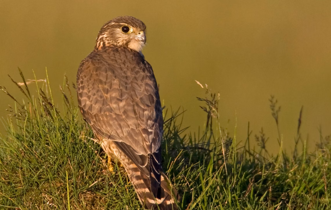 200 species at risk of extinction