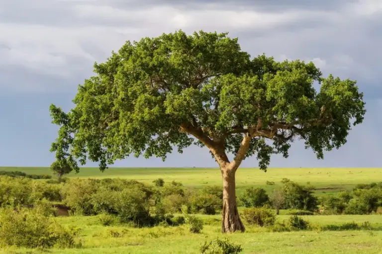 Fig Trees