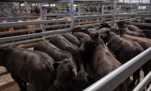 Australian red meat industry