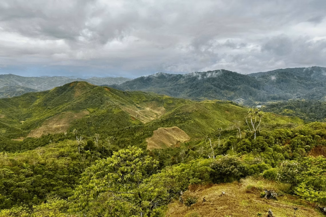 Reforestation Corridor