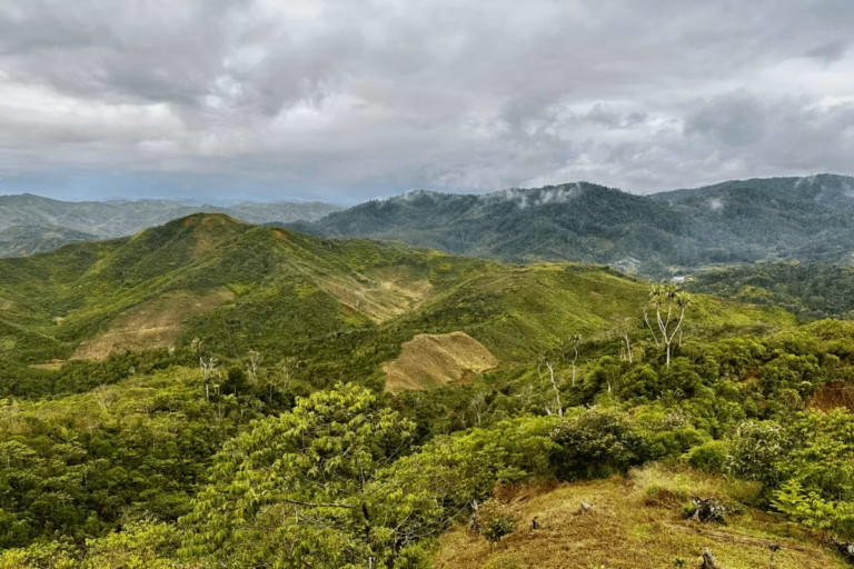 Reforestation Corridor