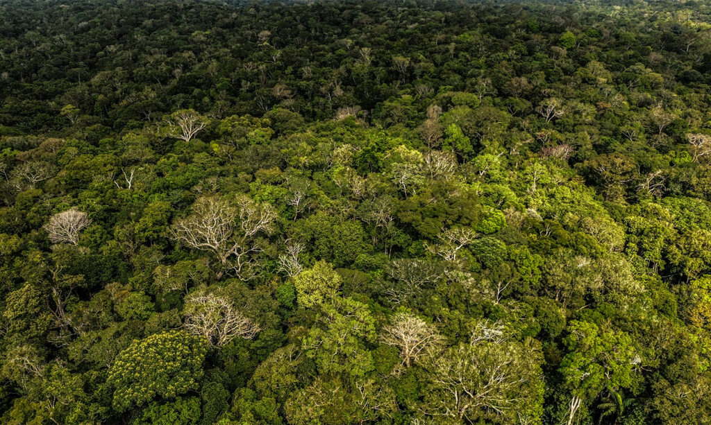 The Amazons biggest trees are dying