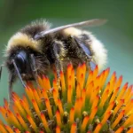 Glyphosate weedkiller damages wild bee colonies, study reveals