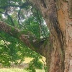 Footprints in the Forest