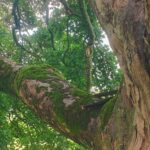 An ancient Sycamore gives clues on global warming and climate change