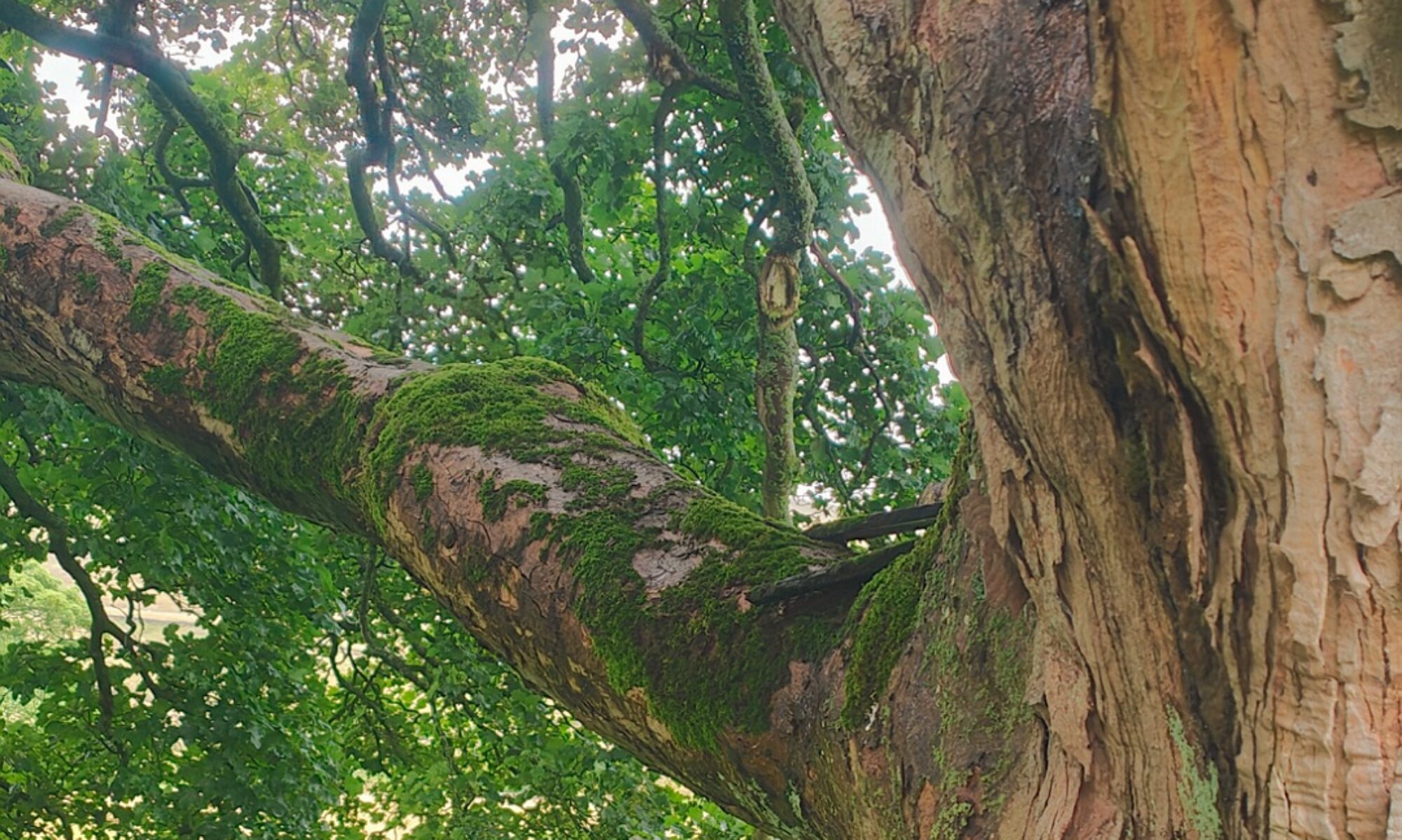 An ancient Sycamore gives clues on global warming and climate change