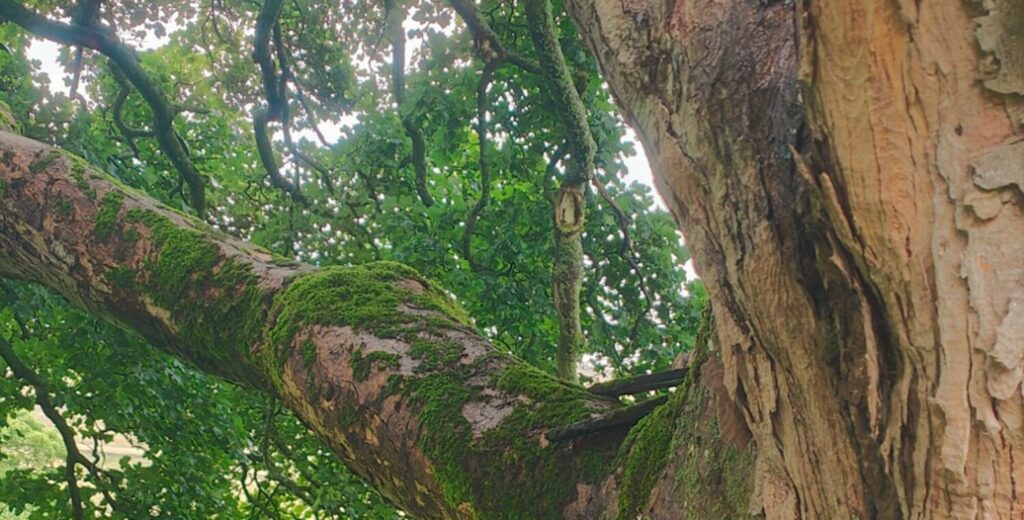 Sustainability in Farming. An ancient Sycamore gives clues on global warming and climate change