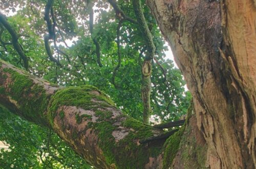 An ancient Sycamore gives clues on global warming and climate change