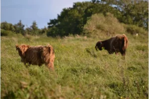 Low Intensity Grazing