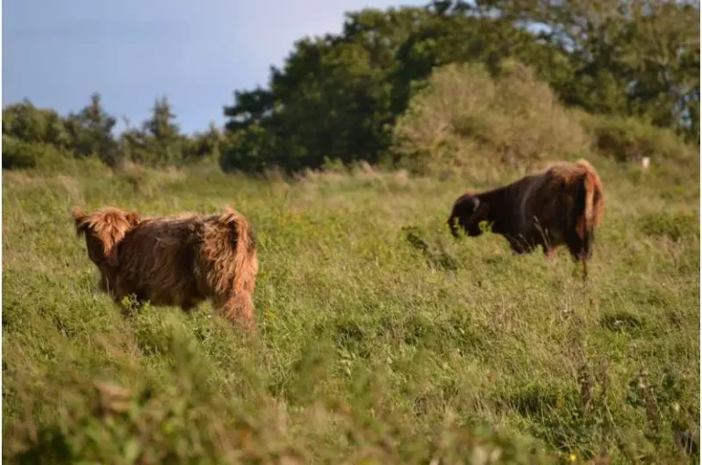 Low Intensity Grazing is Locally Better for Biodiversity but Challenging for Land Users Study Shows