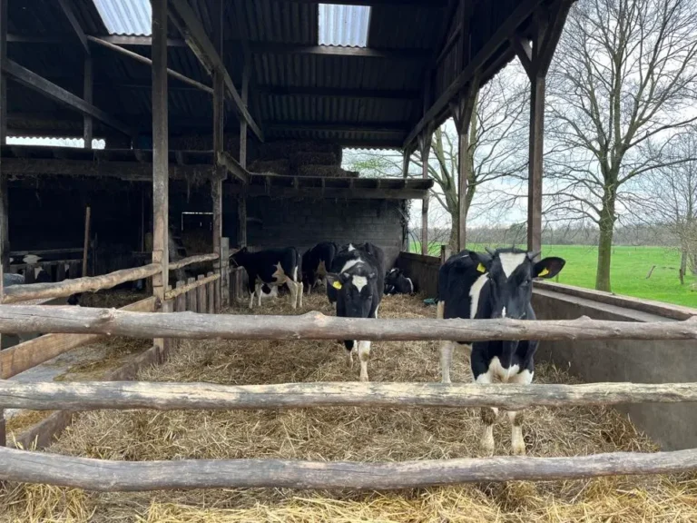 The Future of Cow's Milk