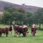 Hill farming will end in Wales