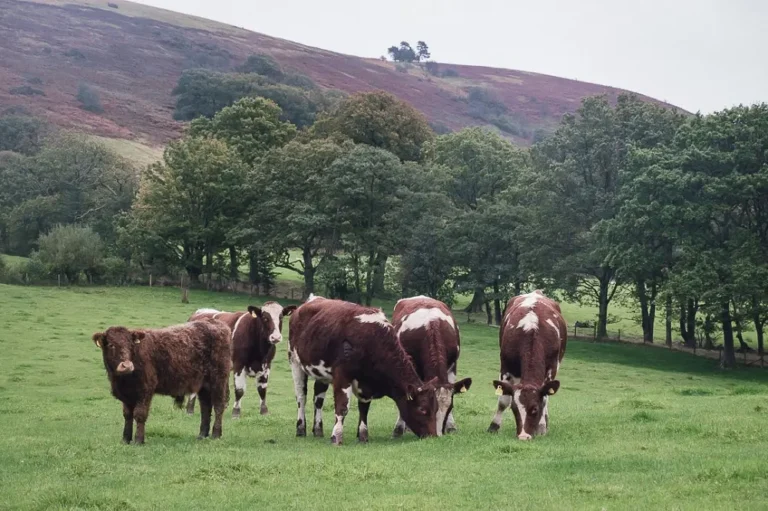 Hill Farming will End in Wales