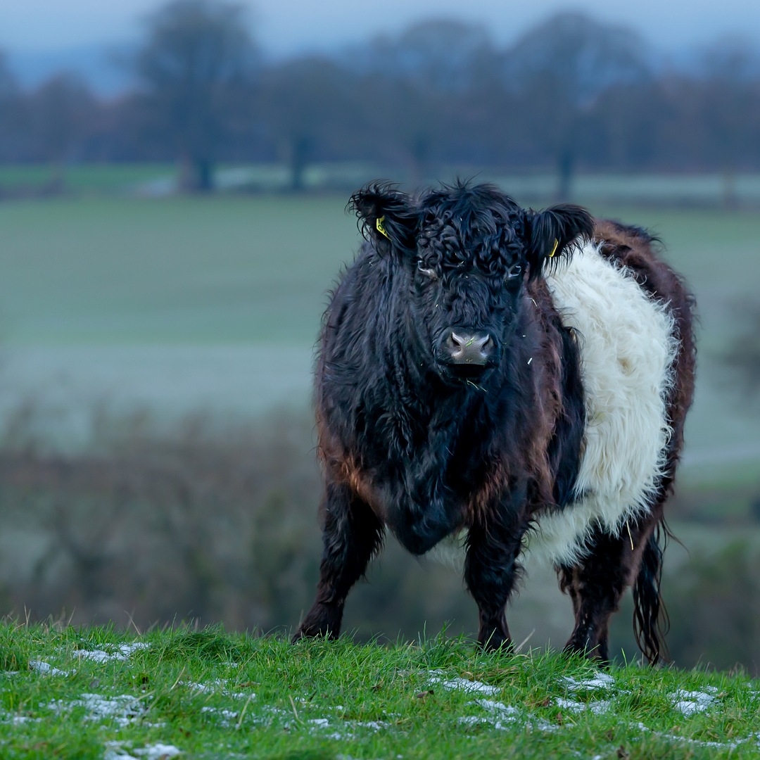 There's a reason this little fella appears all over our site.  Hes a traditional Belted Galloway.