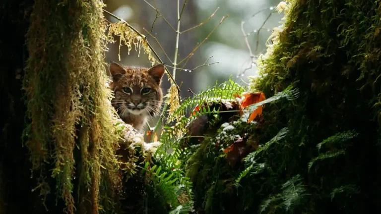 Revealing the Denizens of the Forest