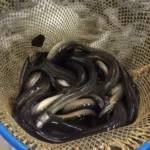 Scientist hopeful for eel's future as Ely celebrates