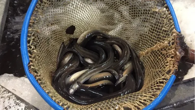 Scientist Hopeful for Eels Future as Ely elebrates
