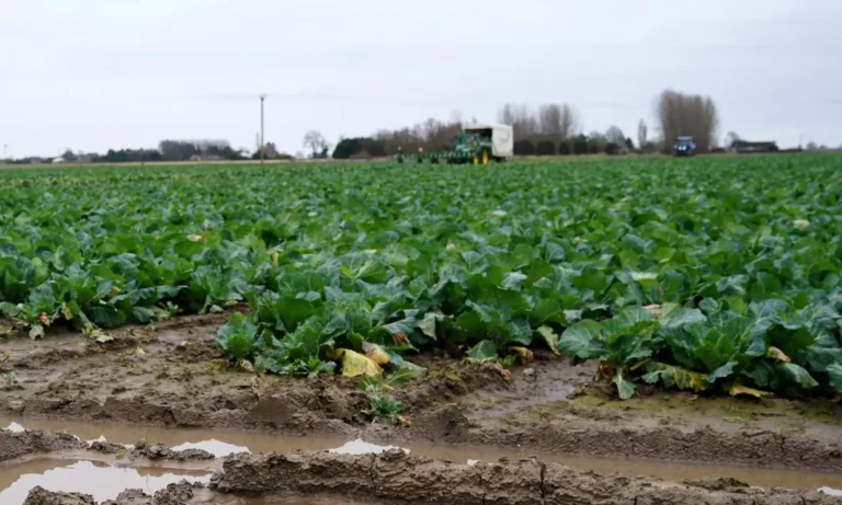 Farmer Confidence at Lowest in England and Wales Since Survey Began, NFU Says