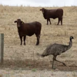 Australian cattle industry suggests shift from net zero target to ‘climate neutral’ approach