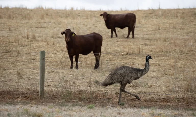 Australian cattle industry suggests shift from net zero