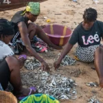 As catches fall, Sierra Leone’s artisanal fishers turn to destructive practices