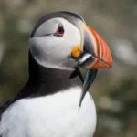 Challenge to fishing ban a threat to seabirds - RSPB