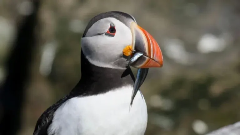 Challenge to fishing ban a threat to seabirds – RSPB