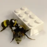 Lego-pushing bumblebees reveal insect collaboration dynamics