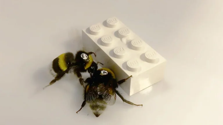 Lego-Pushing Bumblebees Reveal Insect Collaboration Dynamics
