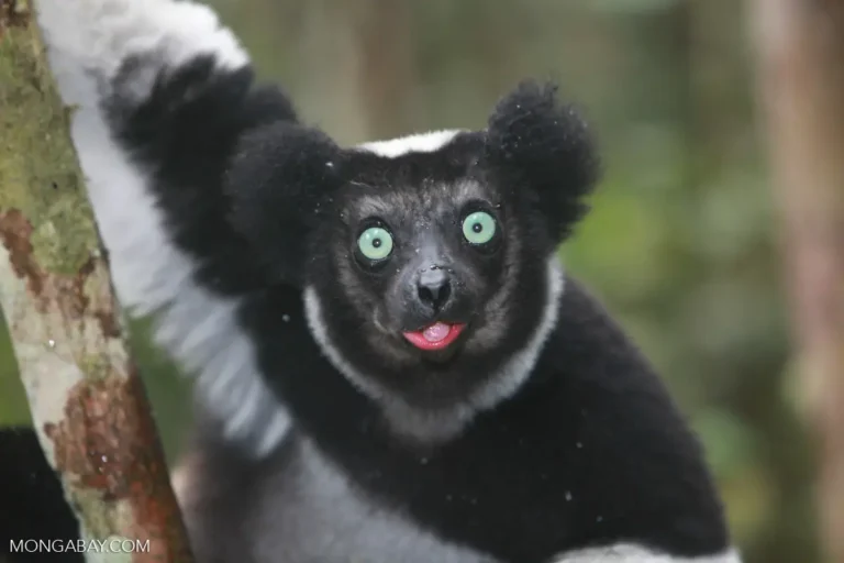 Global Species Extinction