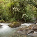 This Ecuadorian forest thrived amid deforestation after being granted legal rights