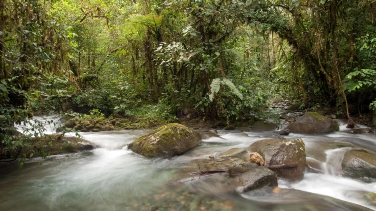 This Ecuadorian Forest Thrived Amid Deforestation After Being Granted Legal Rights