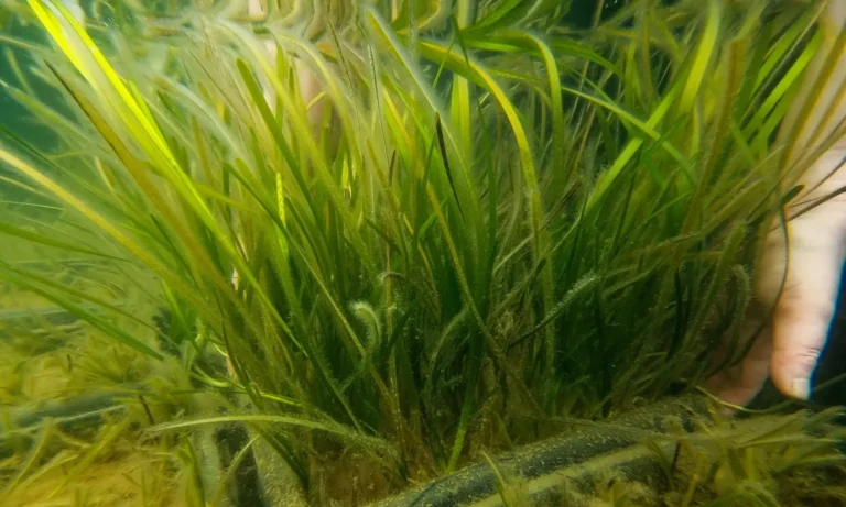Green green sea grass of home