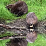 Scottish farmers damn wild beaver reintroduction policy