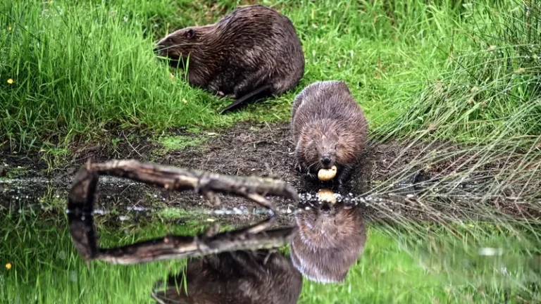 Scottish Farmers Damn Wild Beaver Reintroduction Policy