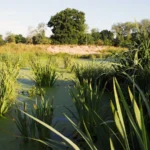 The UK's rivers are riddled with sewage pollution – new wetlands could help clean them up