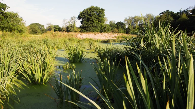 The UKs Rivers are Riddled with Sewage