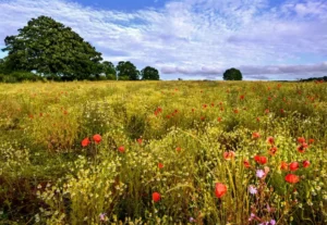The truth about rewilding