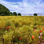 The truth about rewilding, by seven of Britain’s most influential farmers, landowners and conservationists