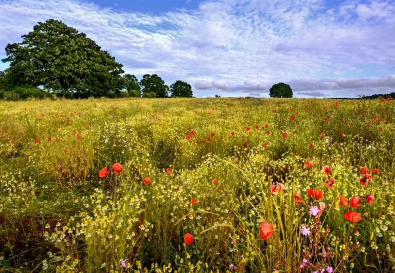 The Truth about Rewilding, by Seven of Britain’s Most Influential Farmers, Landowners and Conservationists