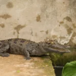 Siamese crocodile hatchlings a ‘promising sign’ in Cambodia, but greater protection needed