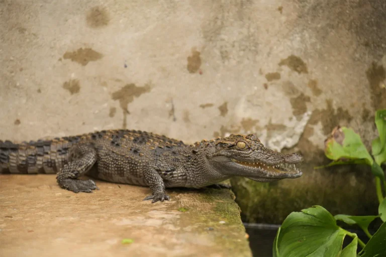 Siamese Crocodile Hatchlings in Cambodia