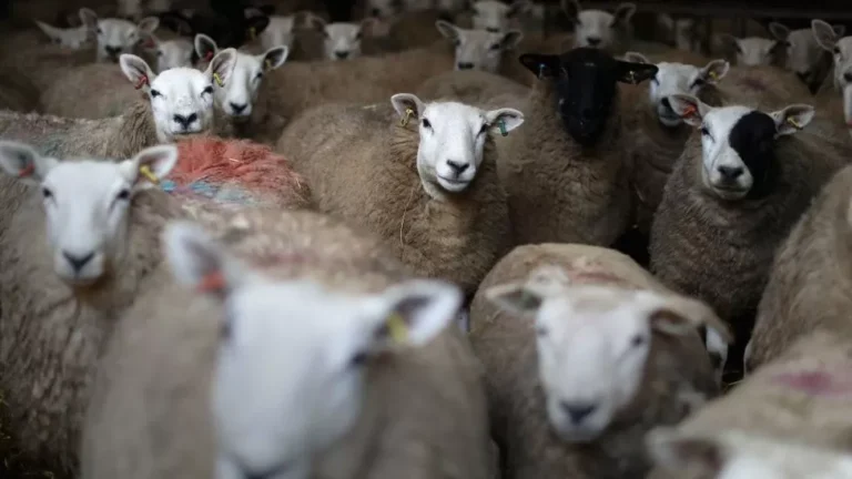 Farms Face Job Losses Without Net Zero Support
