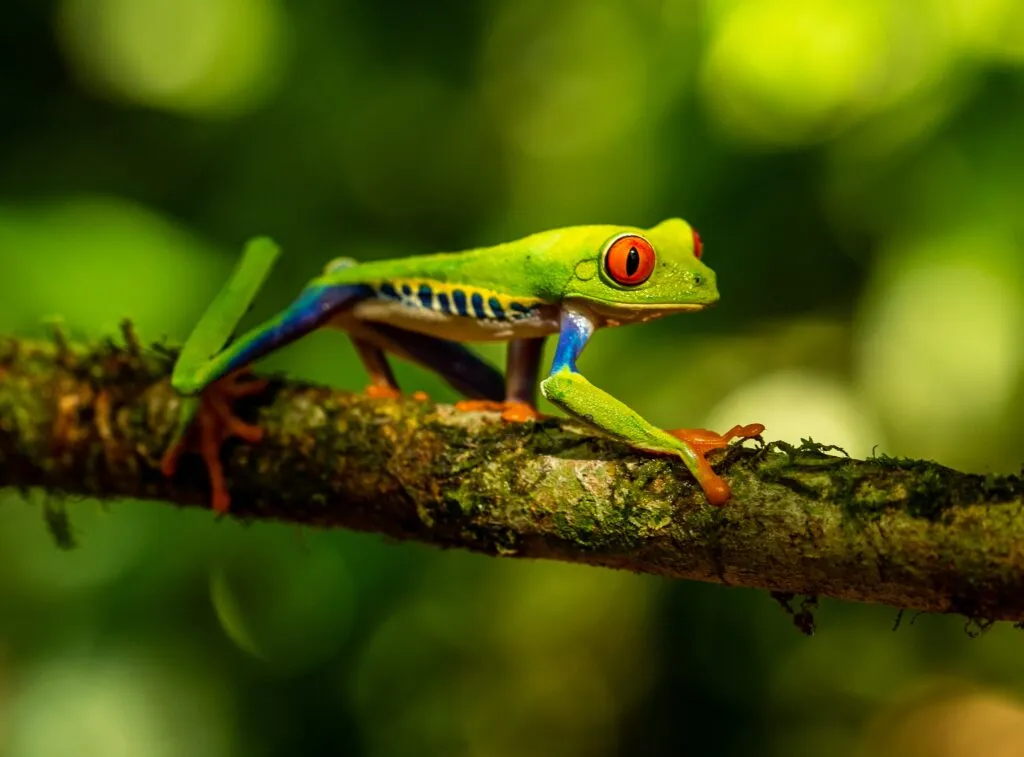 Frogs are key indicators in climate change and global warming