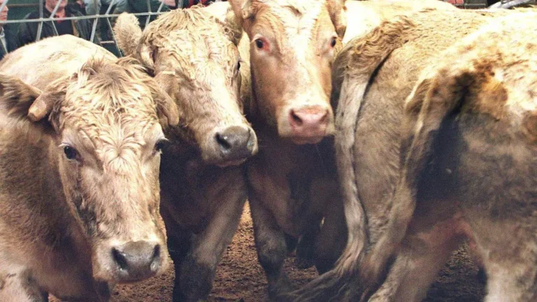 Livestock and our unsustainable diets