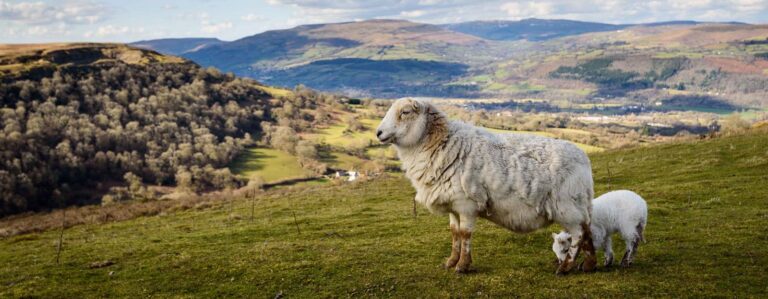 Sustainable Farming Scheme: your questions answered