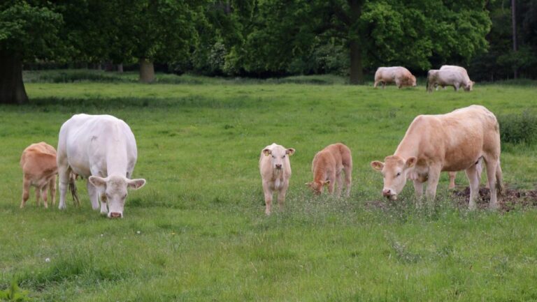 Livestock Breeding Herds Fall to Record Lows in England